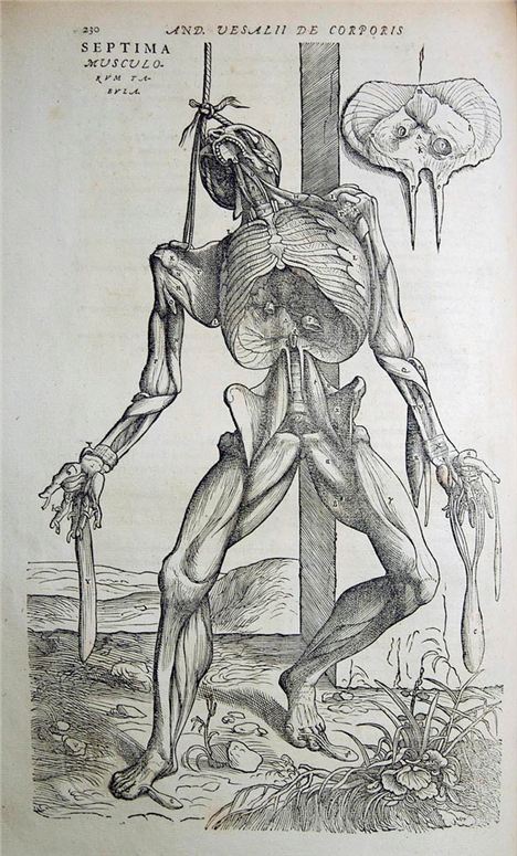 Vesalius's anatomy, De Humani Corporis Fabrica, from 1555 in the rare books collection