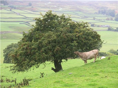 Snack Time In Swaledale