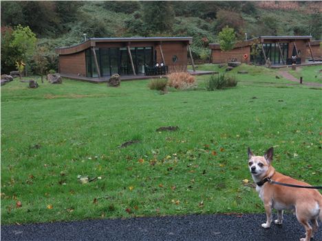 Smidge Surveys His Rabbit-Rich Domain