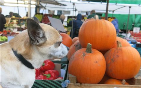 With Pumpkins On Richmond Market