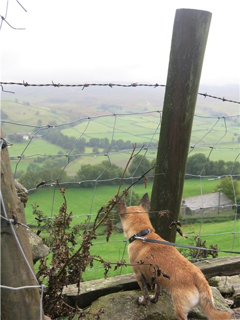 Surveying The Swaledale Landscape