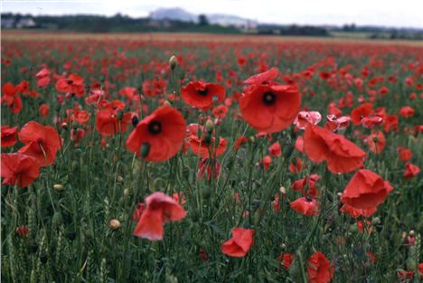 Poppy Fields