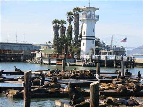 Sea Lions Basking At Pier 39