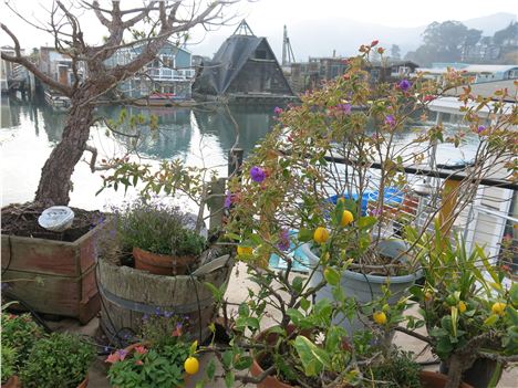 Our Terrace Garden With Lemons At The Ferry