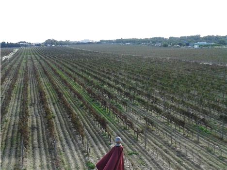 A Roman legionnaire standing guard over the vines