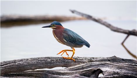 Green Heron On Grand Cayman