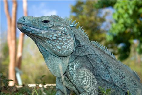 Iguana Shows A Smart Profile