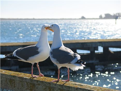 Birds Team Up In Bodega Bay