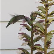 Humming Bird In Action, Mendocino