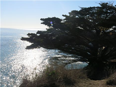 Tree And Sea Off The Headland