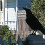 Rook On A Porch