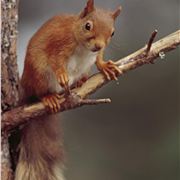 Red Squirrel