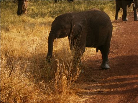 Elephant Crossimg At Sunset