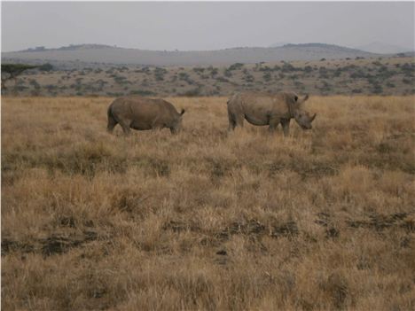 Rhino Activity