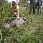 Baby Rhino Fun