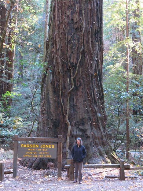 Big, Old Tree In The Armstrong Woods