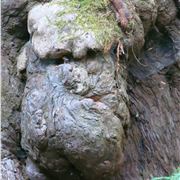 Gnarled Face In A Sequoia