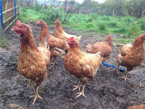 Franco's hens