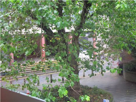 The Terrace And The Tree