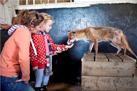 Feadon Farm - Feeding The Fox