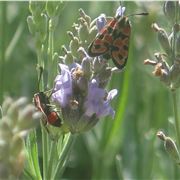 Observing The Pollination At Lunch At Sainte-Croix