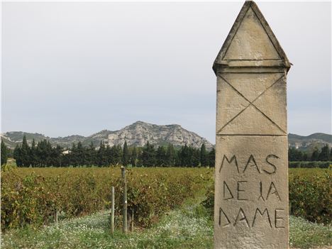 Organic Vineyard, Les Baux