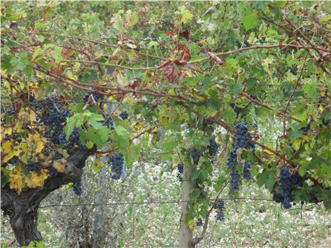 Many Of Les Baux's Vineyards Are Organic