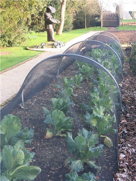 Brassicas And The Sarah Goodsell Statue