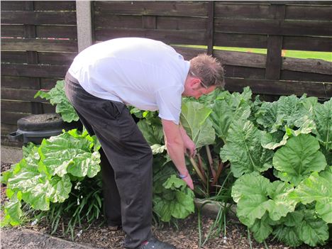 Rhubarb'ing