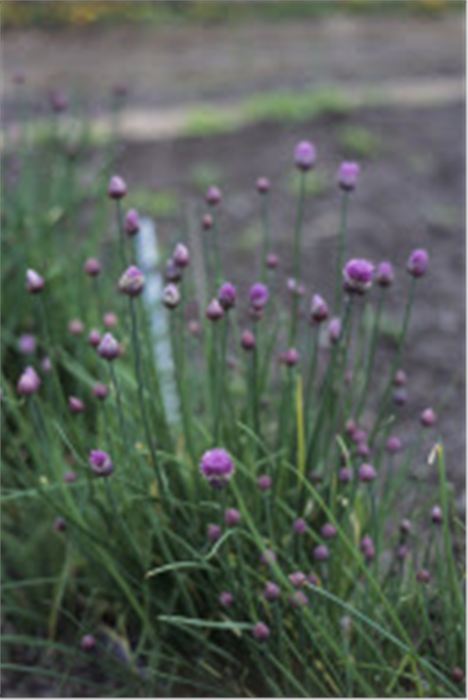 Chives