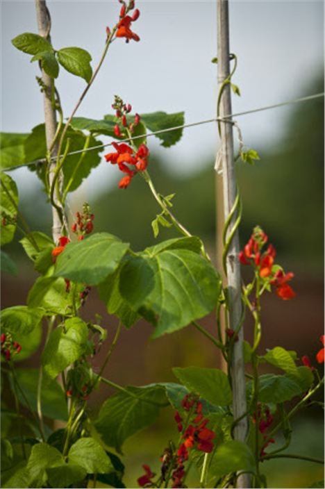 Runner Beans