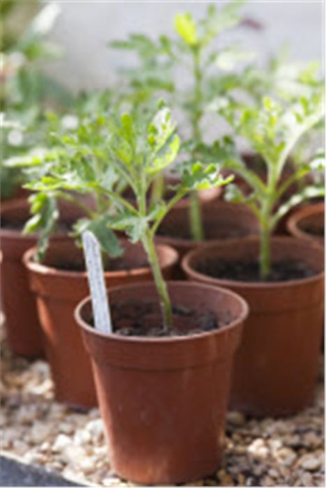 Tomato Plant