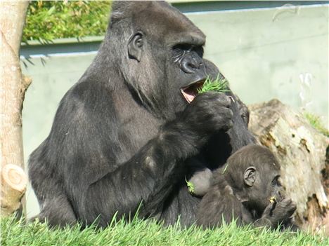 Baby Indigo Likes His Grub