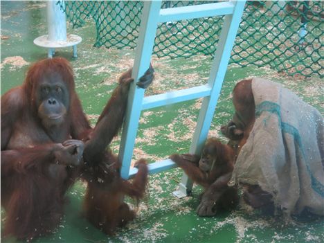 Funky Gibbon Family