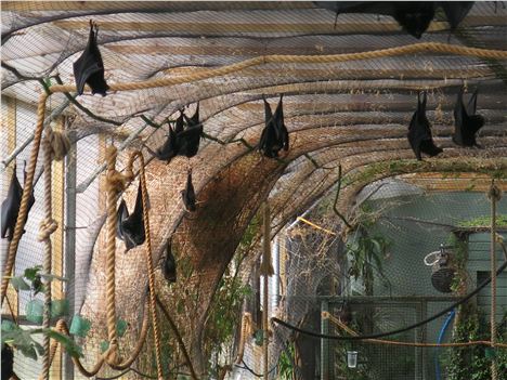 Bat House At Durrell