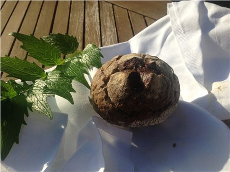 Pain de Morvan with some lovage in the sunshine in Sleuth's garden