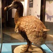 Dodo In A Case - Or Manchester's Political Opposition