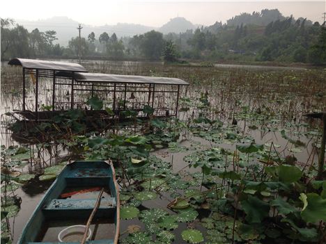 View from the restaurant across the lotus flower lake at The Lotus Restaurant