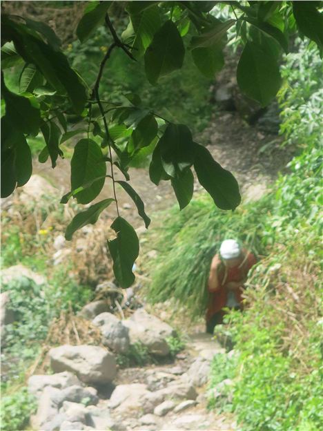 Woman Carrying Fodder For Cattle