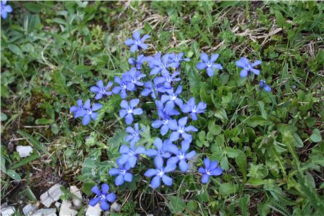 Alpine Flowers Are Gorgeous Along The Walk