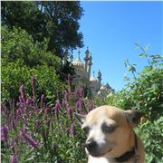 Dog Barred From The Royal Pavilion