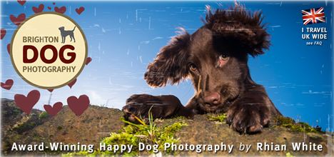 Brighton Dog Photography