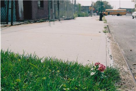 The Pansy Project, Brooklyn, New York