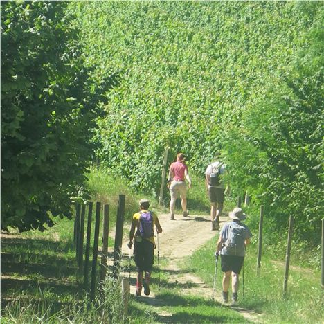 Tramping Towards Barolo