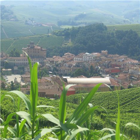 Barolo Village From The Steep Vineyards