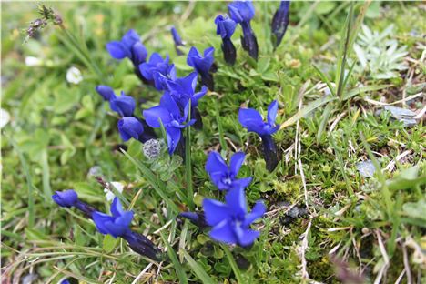 Pretty blue flowers on Cassons