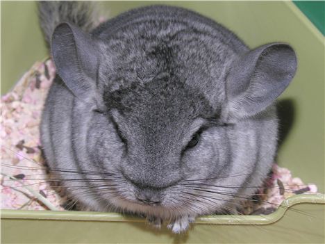 A smooth Chinchilla after enjoying a John Walker