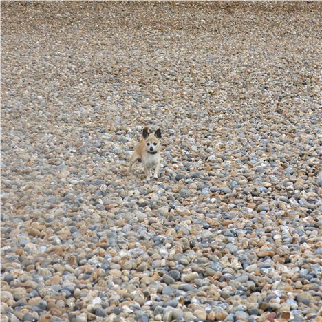 Chihuahua Gets A Little Bolder Among The Pebbles