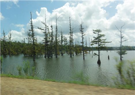 Louisiana Swamps