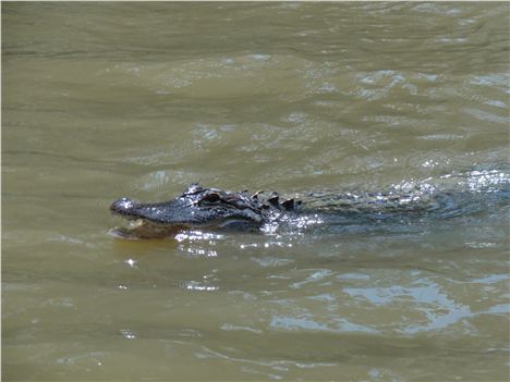 Alligator At Honey Island Swamp